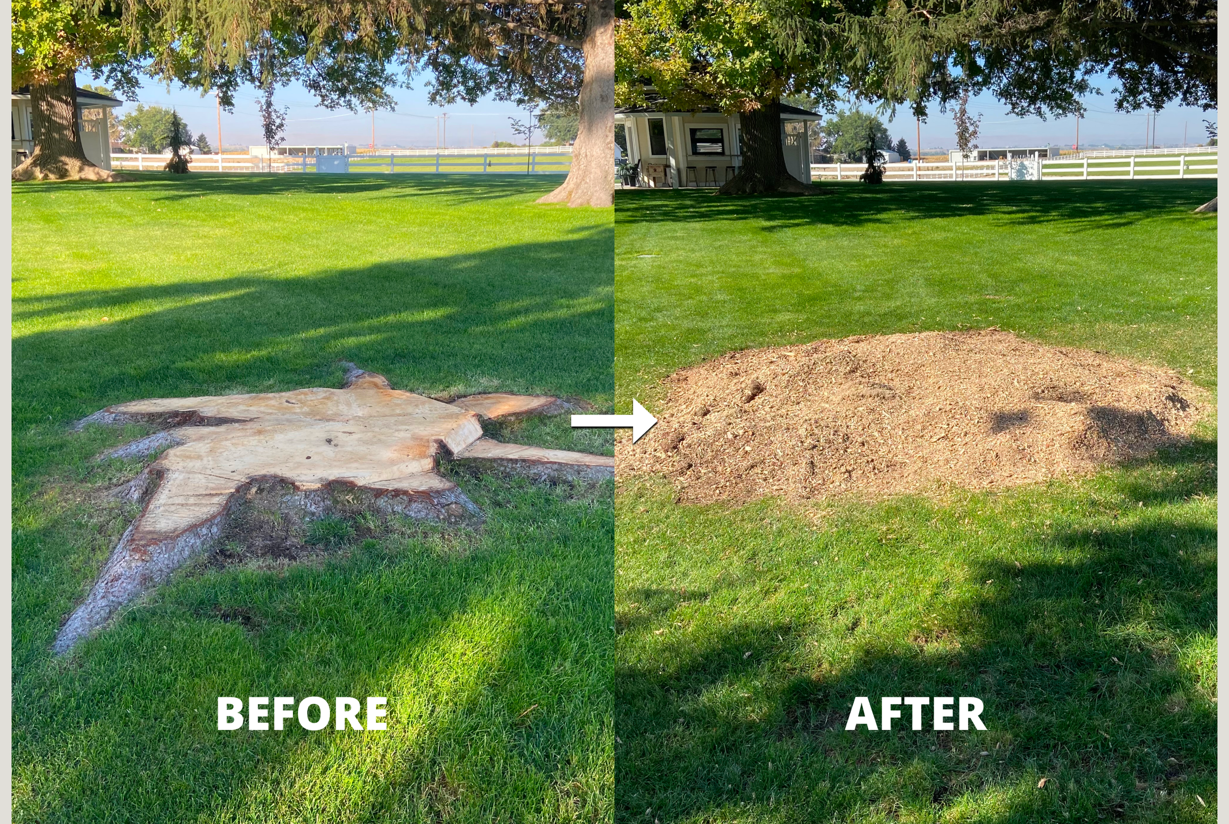 Before and after tree stump grinding in a residential yard